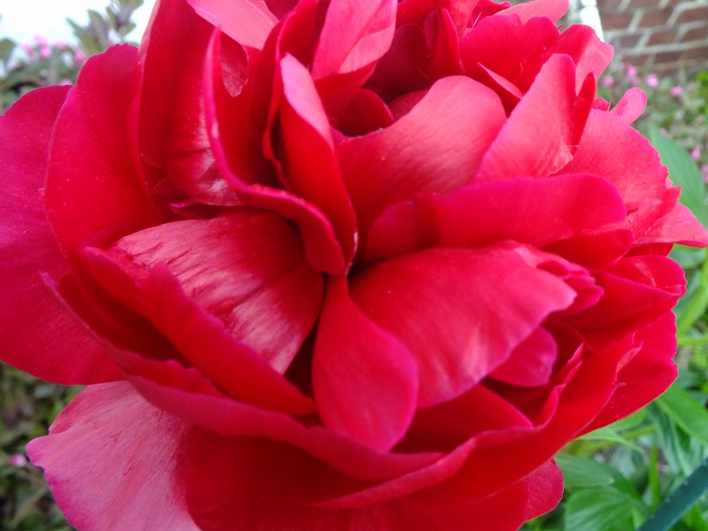 peony14j (5)